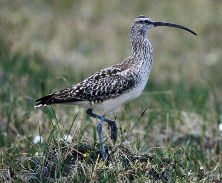 Bristle-thighed Curlew adult standing in the grass
