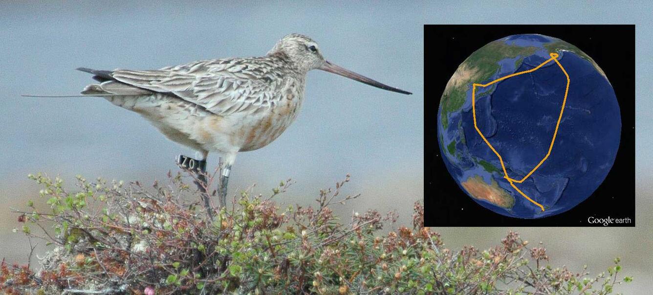A photo of the Bar-tailed Godwit with a leg tag of 'Z0' and a satellite transmitter antennae emerging from rear feathers.  Z0s m