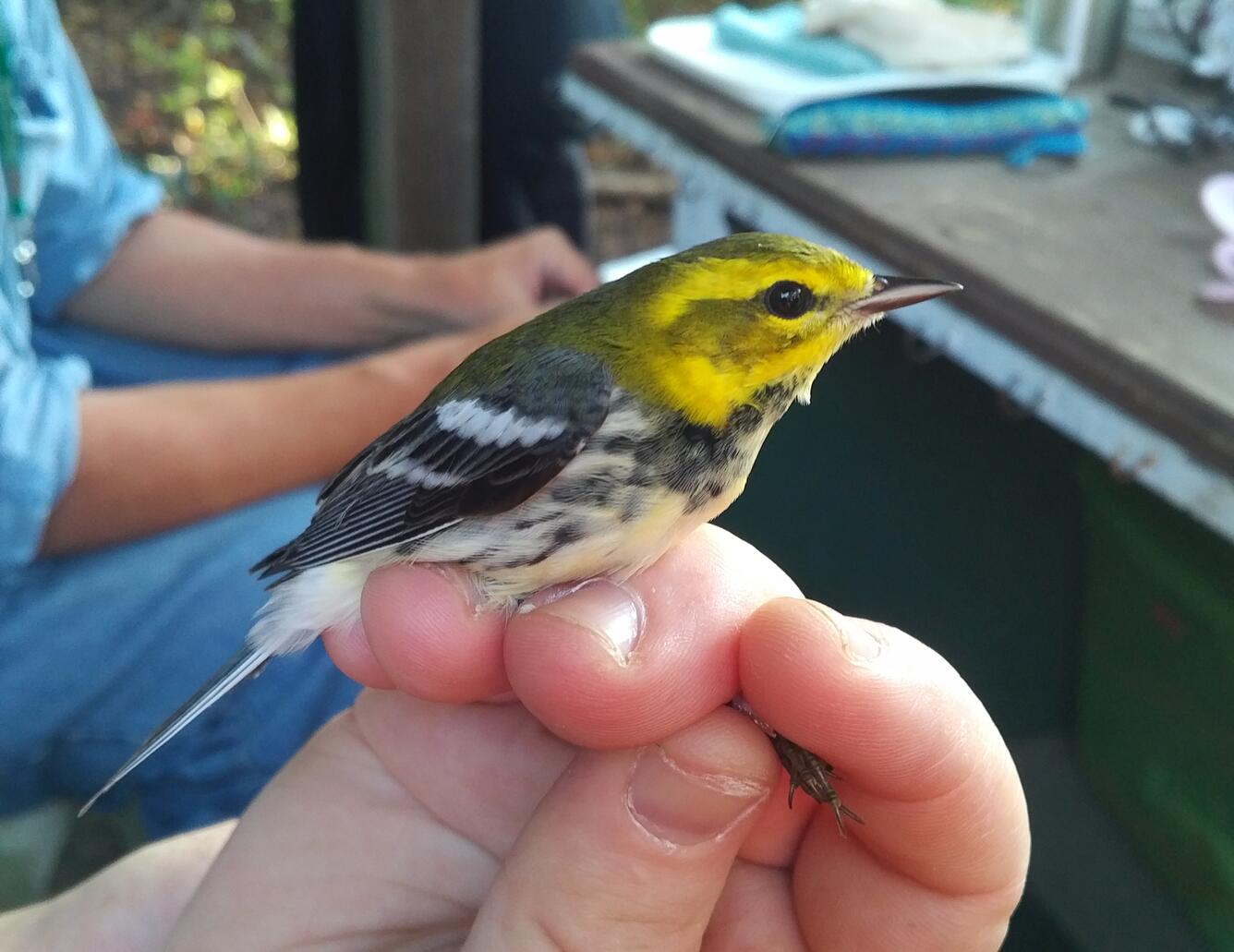 Black-throated green warbler in photographers grip