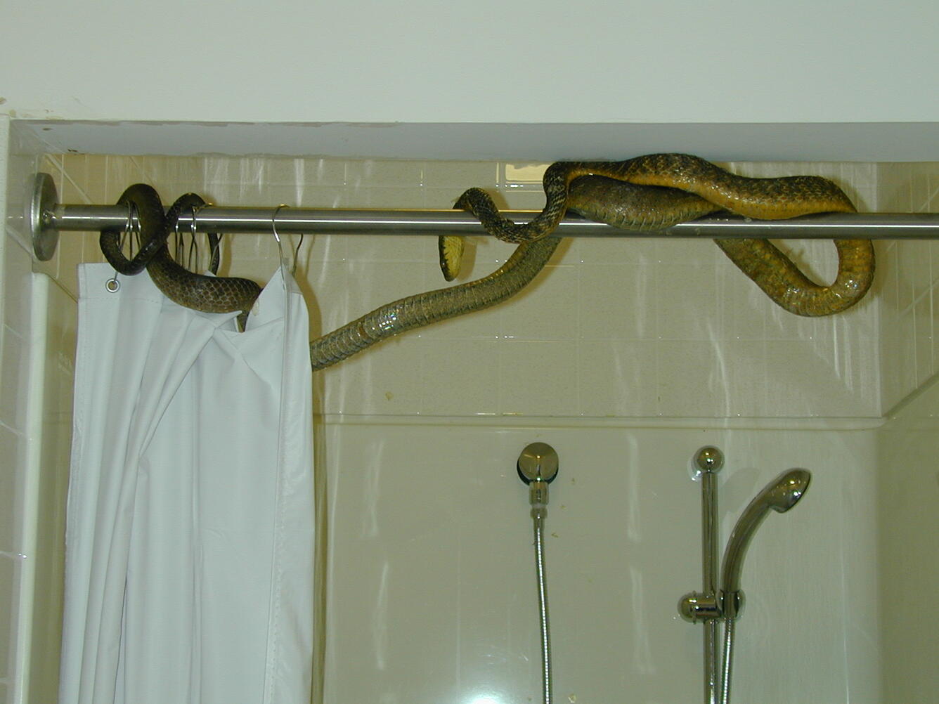 An unwanted visitor - a brown treesnake in someone's shower on Guam.