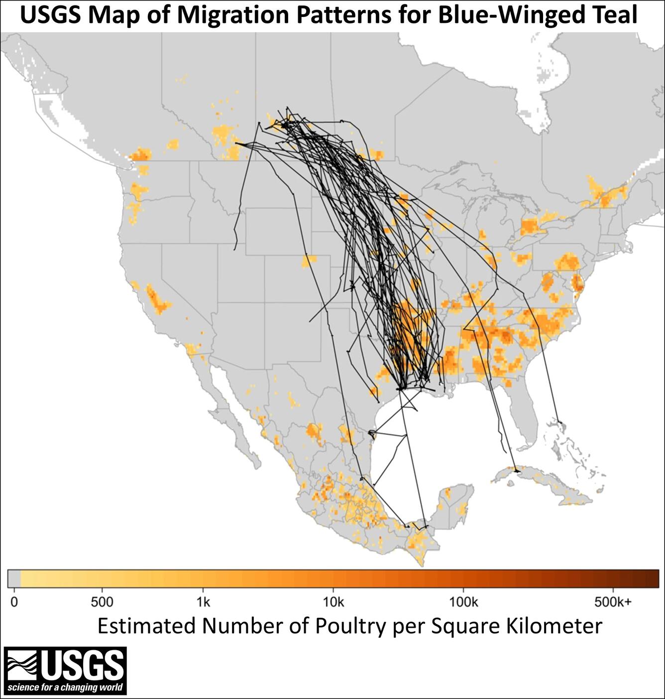 Telemetry data of Blue-winged Teal migration overlapping poultry density data.