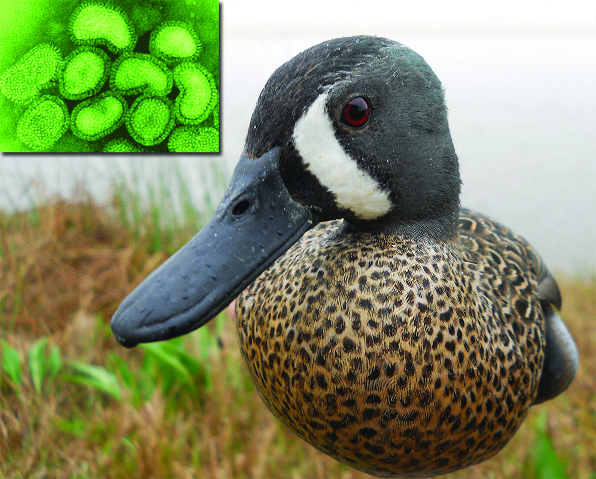 Blue-winged teal in Texas with an inset that shows the avian influenza virus