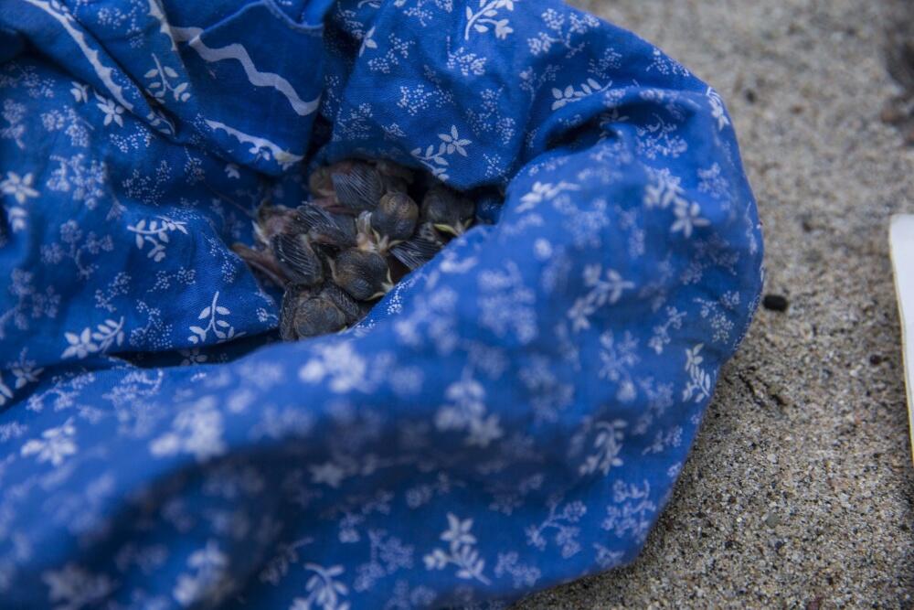 Nestling Least Bell's Vireos