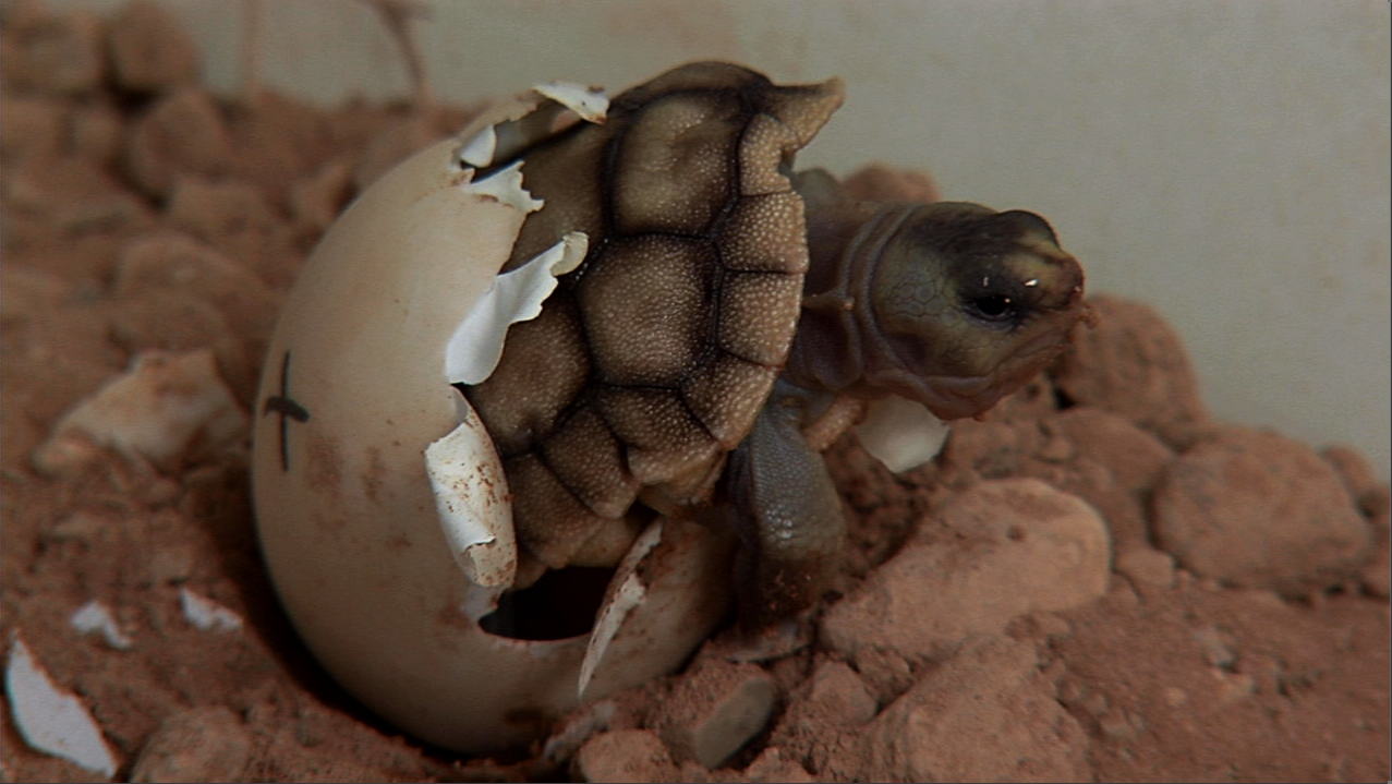 Baby tortoise hatching from an egg