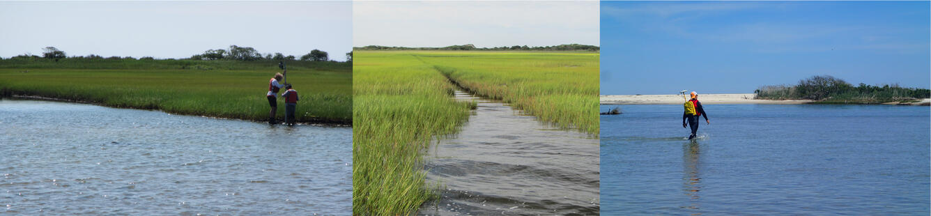 Photo collage of marshy and sandy scenes from Fire Island