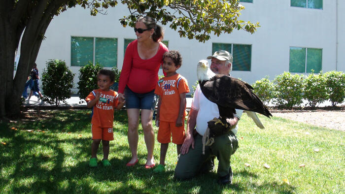 Sequoia the bald eagle