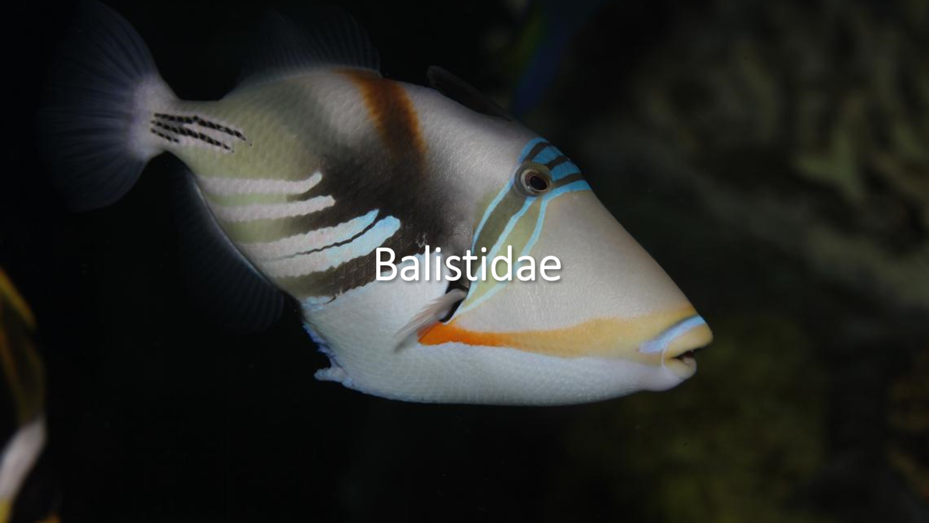 Lagoon triggerfish with Family name overlaying image