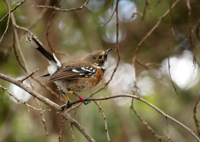 Bird stands in tree with yellow, red and metal bands on legs