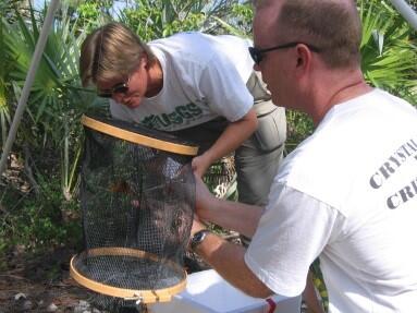 butterflies in exposure cages