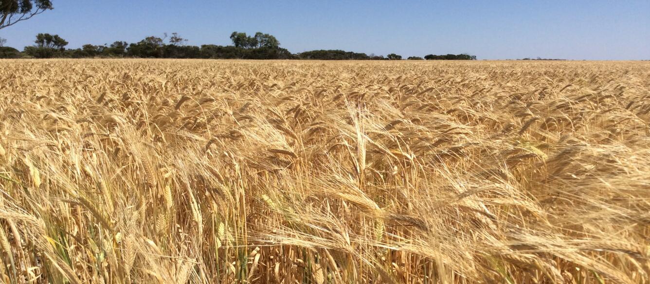 Wheat