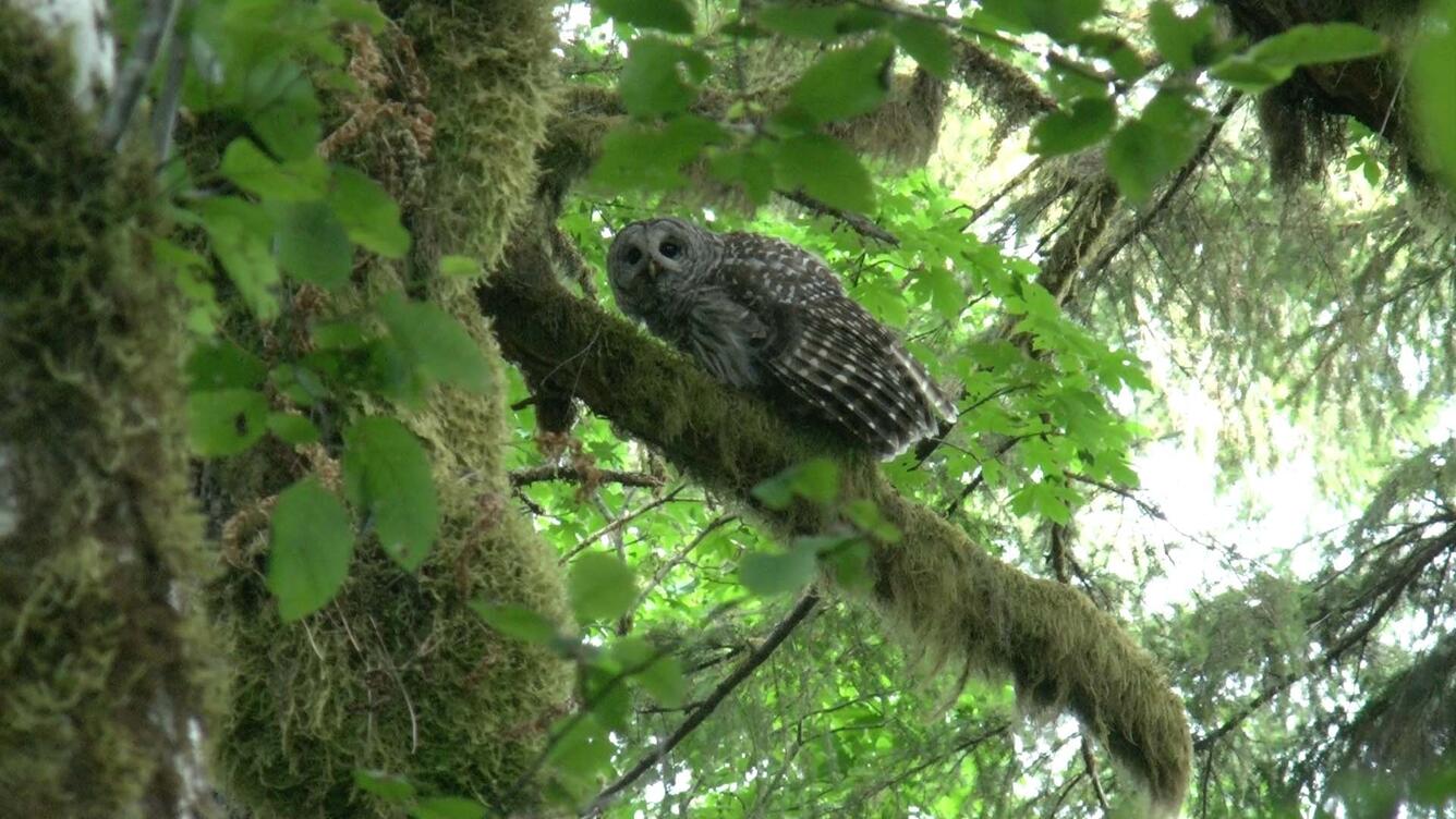 barred owl perched in a tree