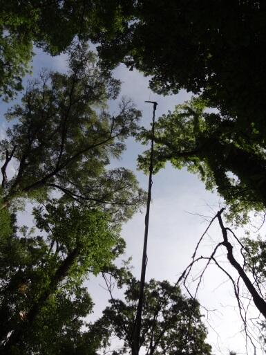 Bottomland Forests are bat habitat