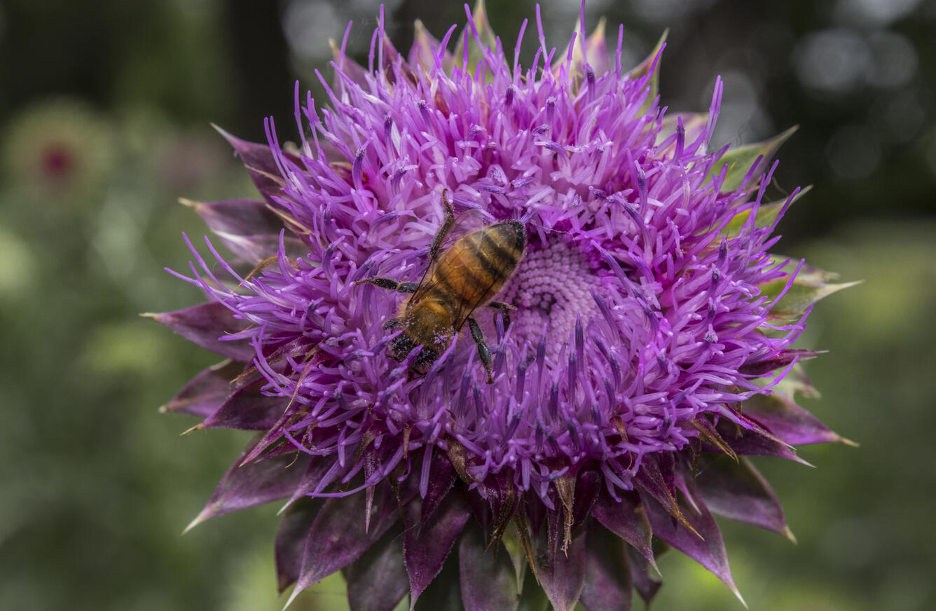 Bee and Musk Thistle
