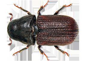 Enlarged Mountain Pine Beetle