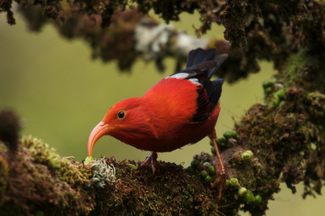 An ‘I‘iwi on Kaua‘i Island
