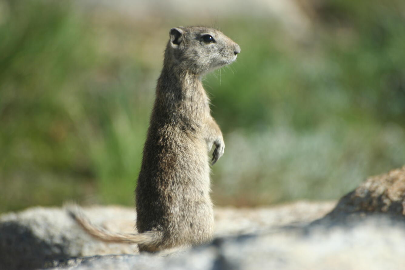Beldings Ground Squirrel