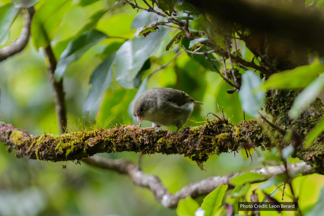 An endangered ‘Akikiki on Kaua‘i Island