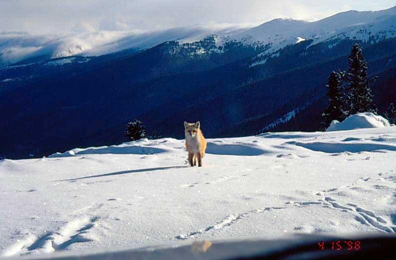 Fox at Berthoud Pass, Colo.
