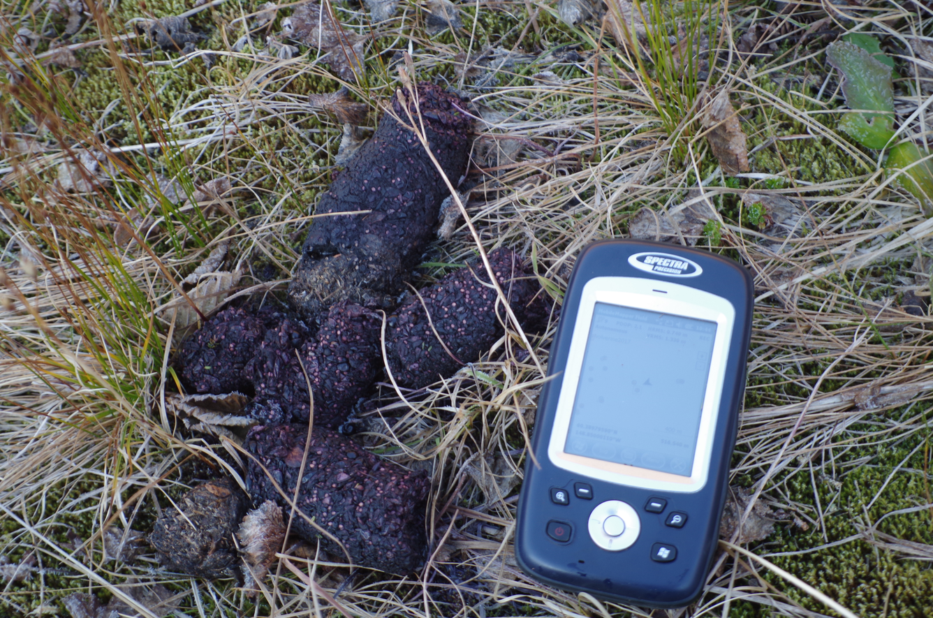Bear scat lies in a field
