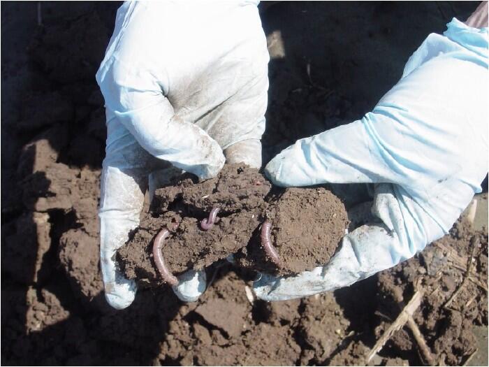 Scientists collected earthworms from a soybean field fertilized with biosolids