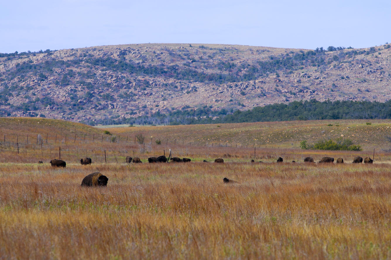 Bison Wichita Mountains Oklahoma