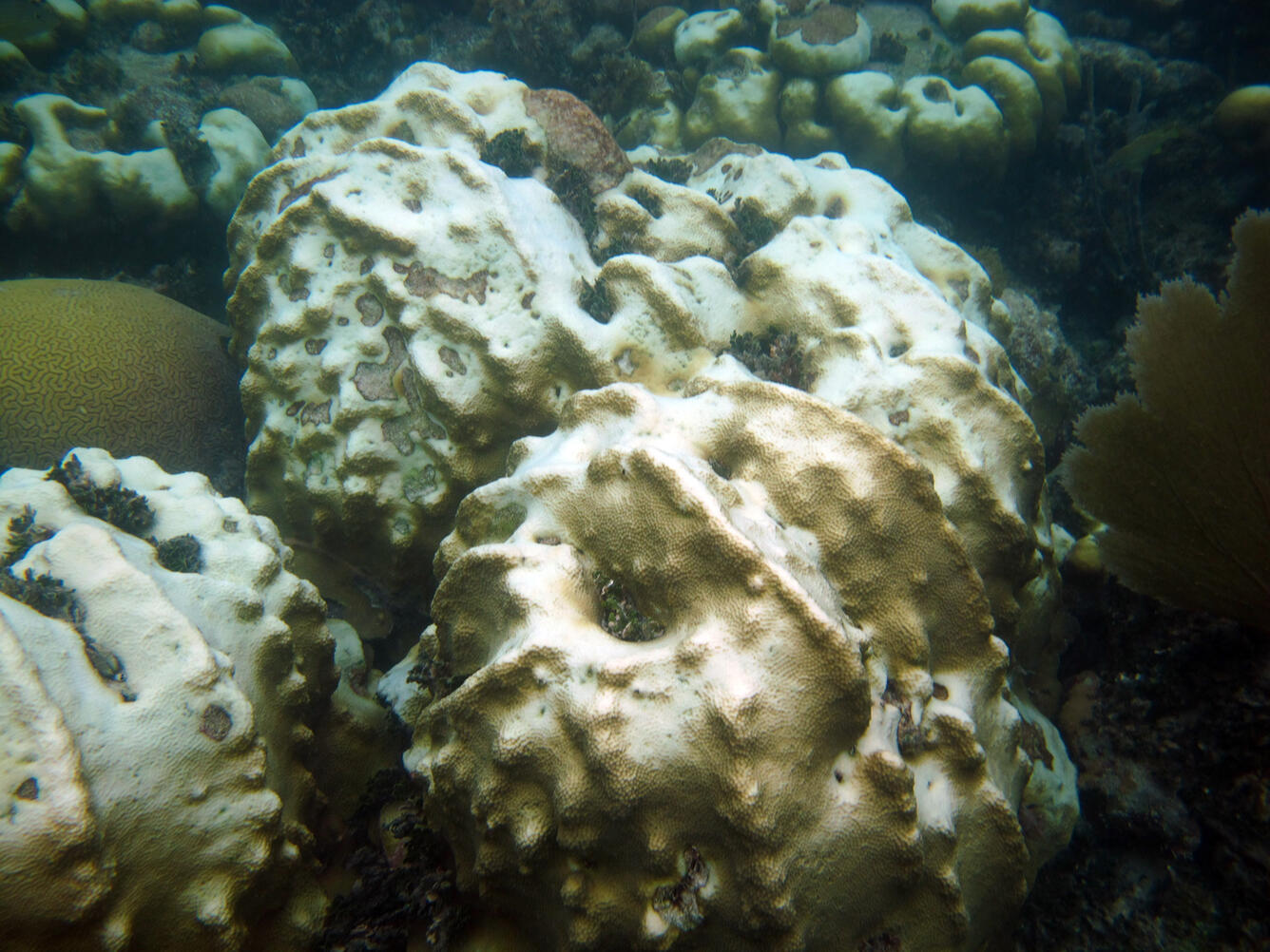 bleaching colony of star coral