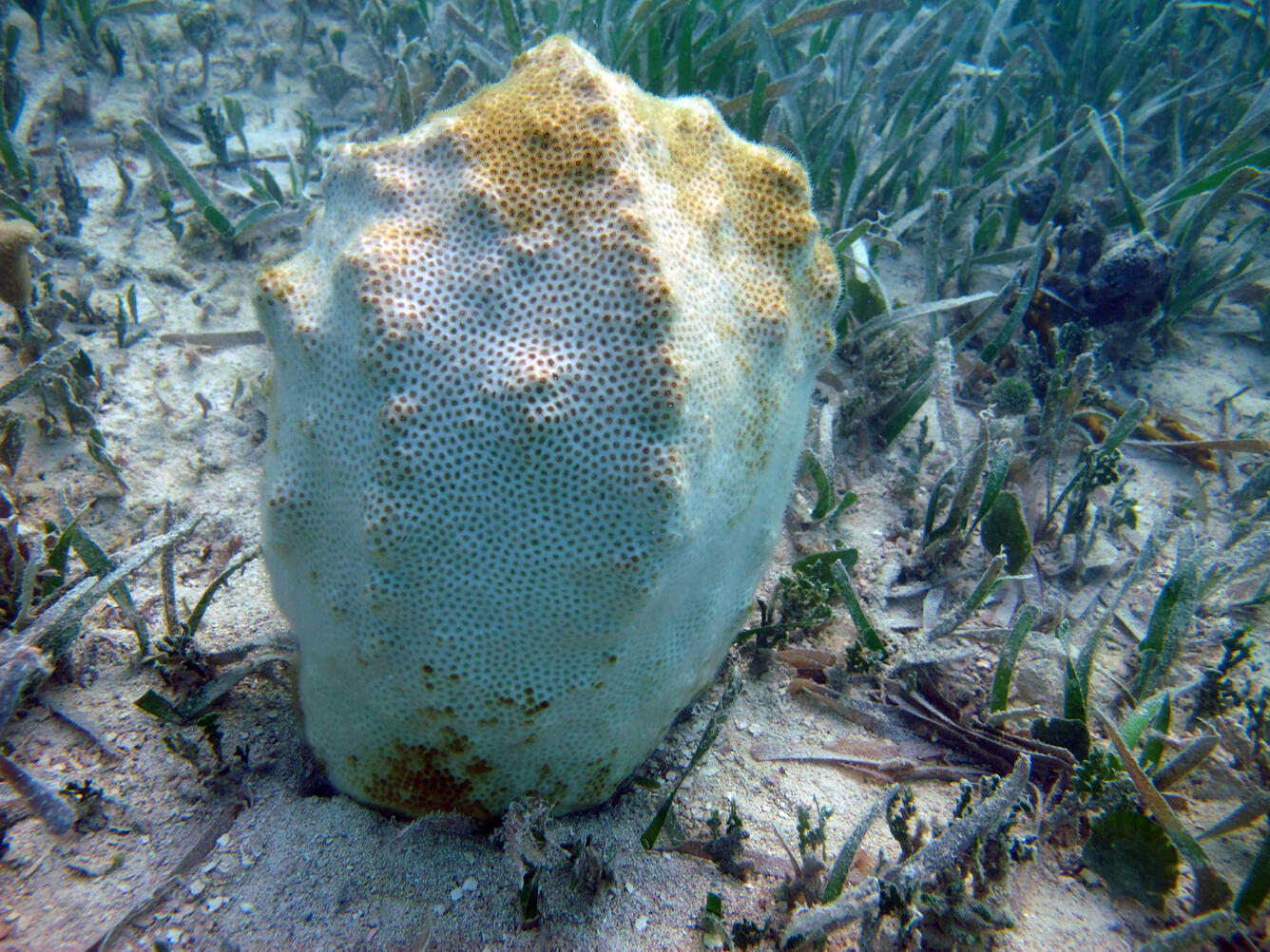 Photo of bleaching colony of blushing star coral, Stephanocoenia intersepta/michelinii.