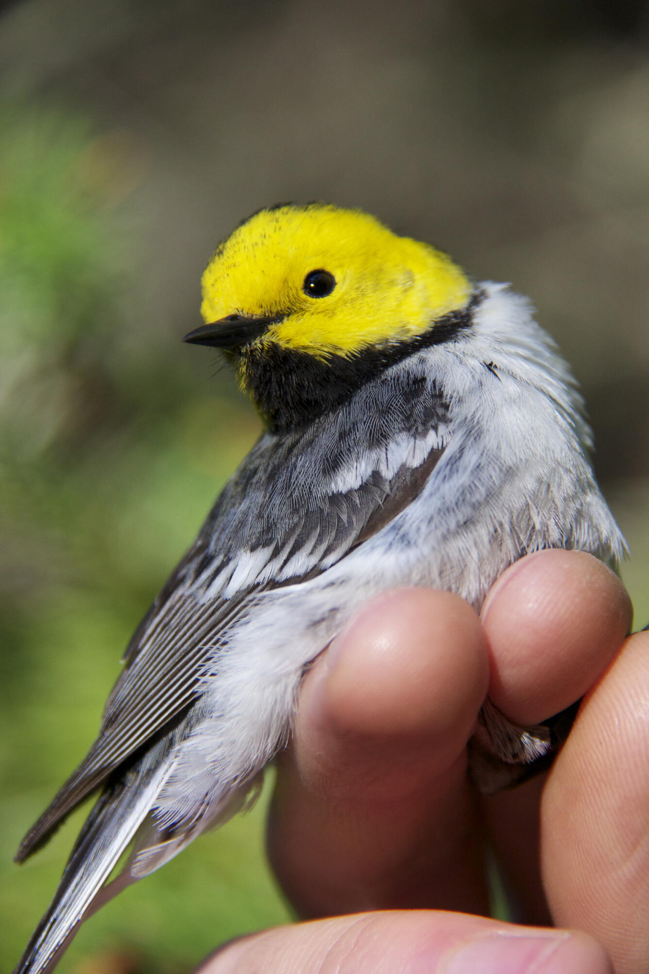 Hermit warbler