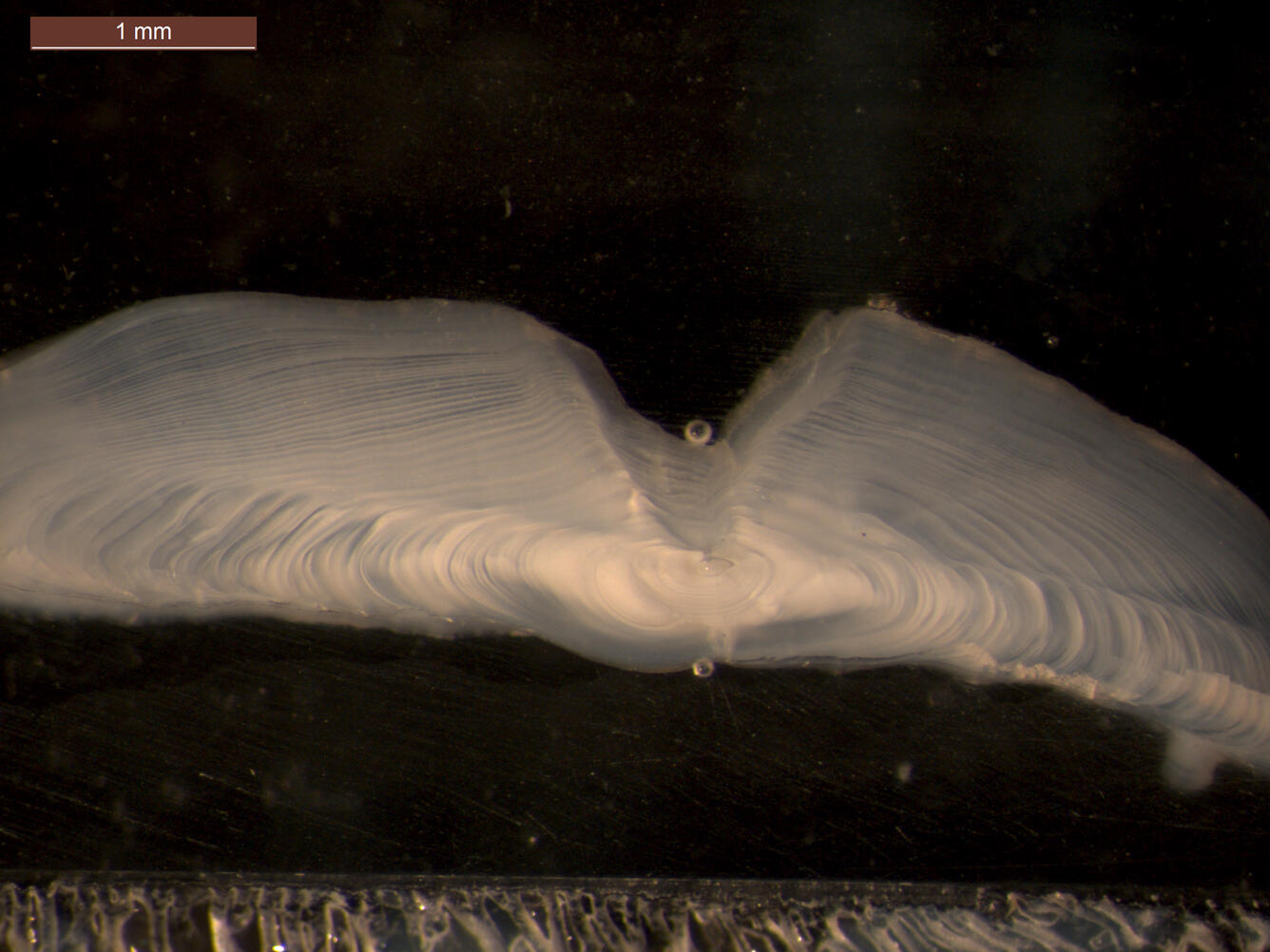Fish Otolith
