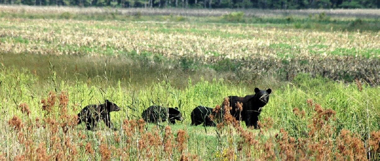 A black bear leads her cubs across the Alligator River National Wildlife Refuge, NC.