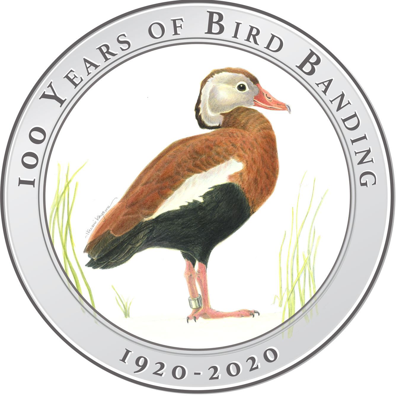 Illustration of a black-bellied whistling duck wearing a federal leg band standing, title text surrounds image in circle