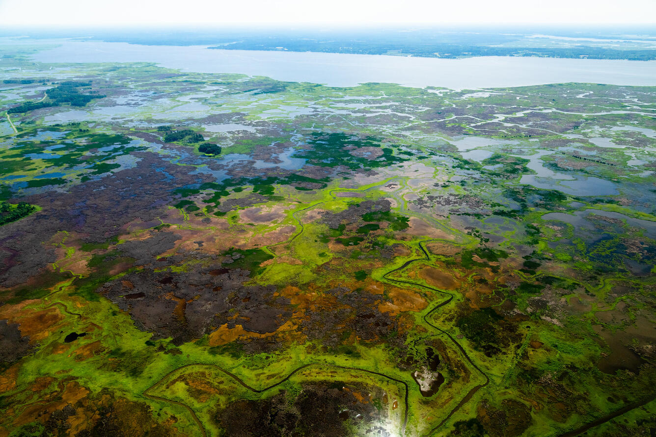 Blackwater National Wildlife Refuge