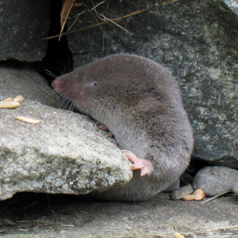 Image shows a gray shrew curled around a gray rock.