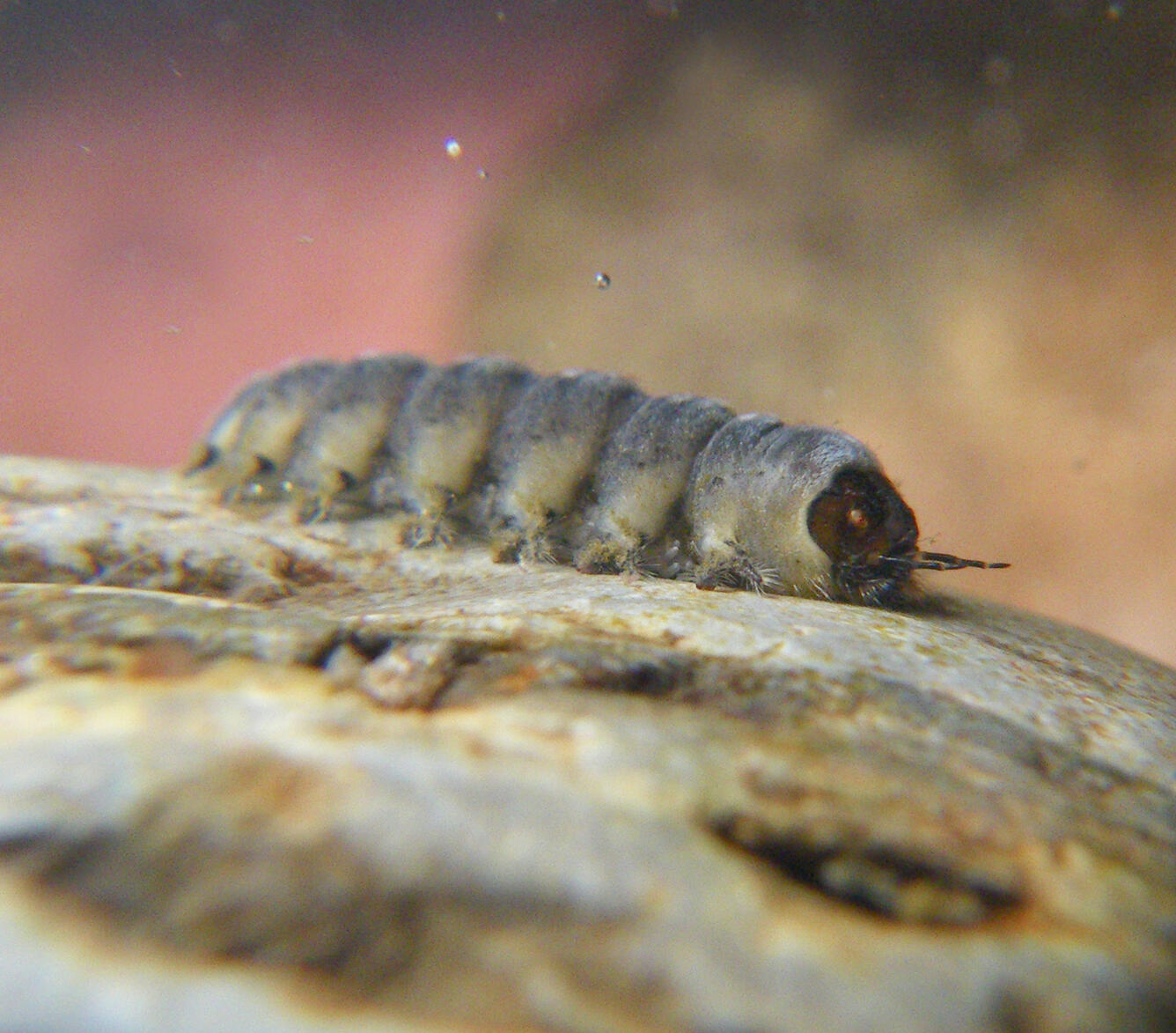 Blephariceridae, or net-winged midge