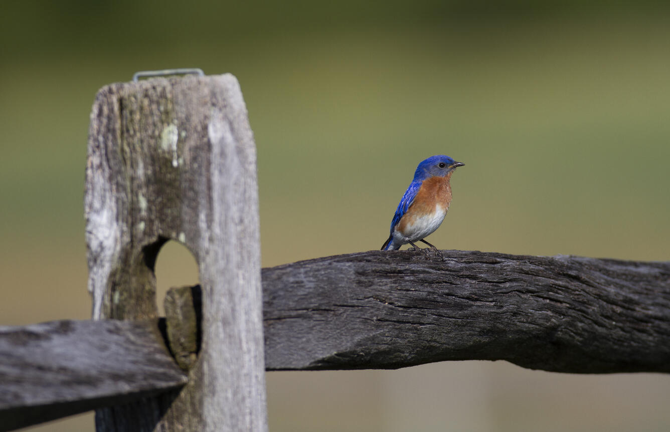 Eastern Bluebird