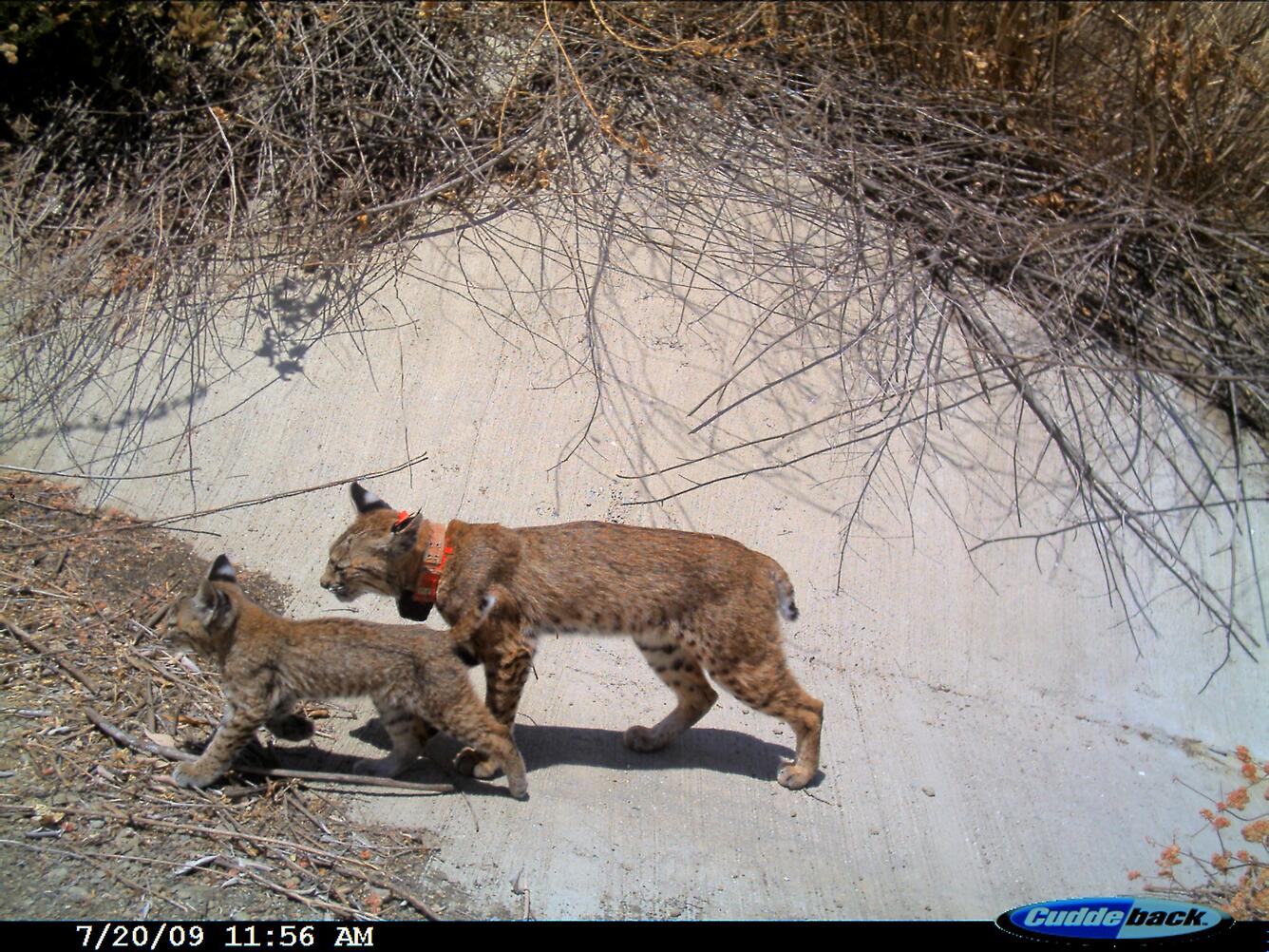 WERC Bobcat (Lynx Rufus) and young