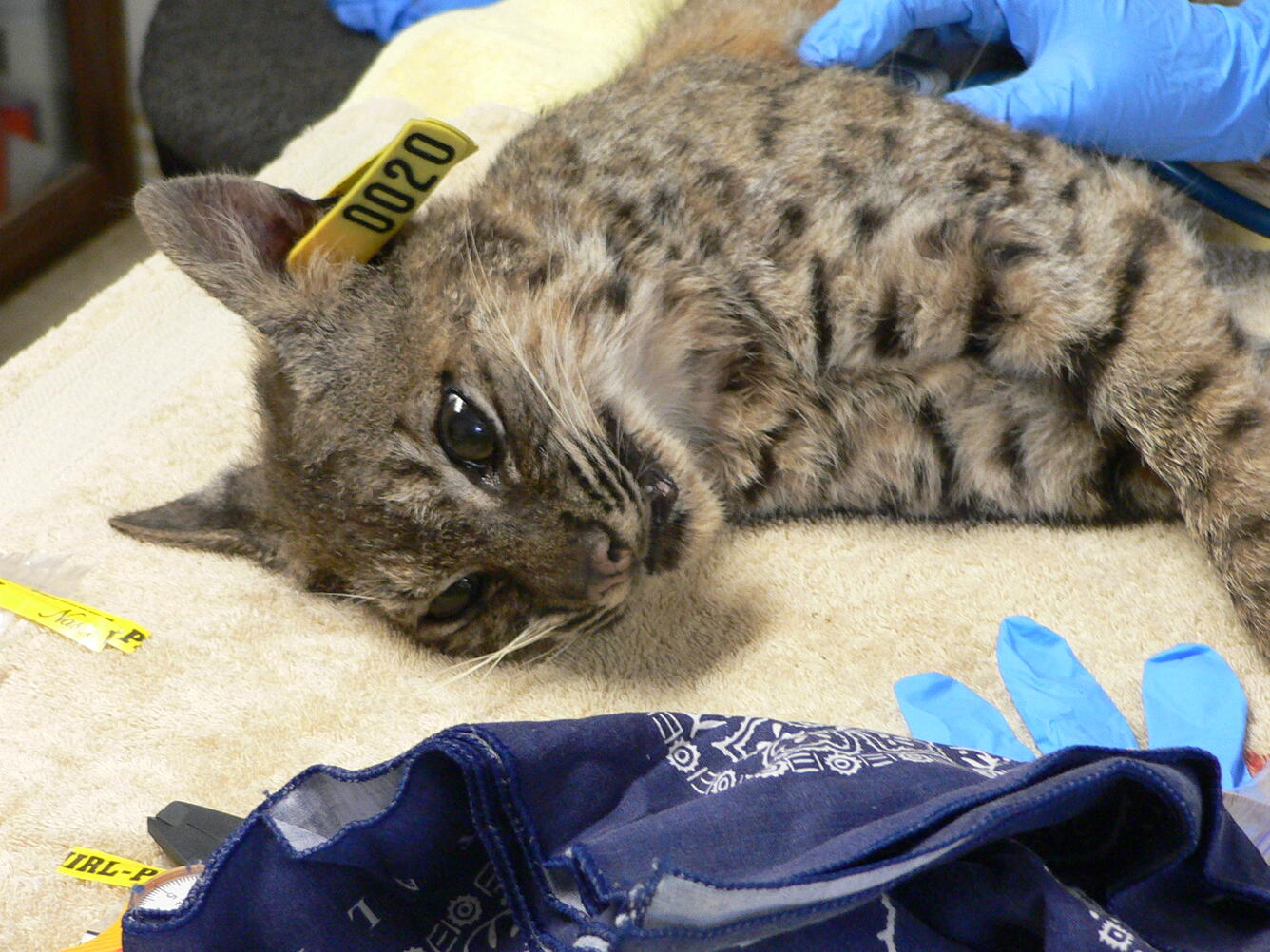 One last health checkup for Duke the bobcat before release