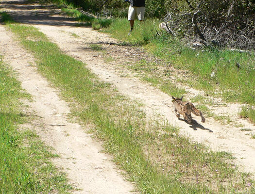 Duke the Bobcat after rehabilitation