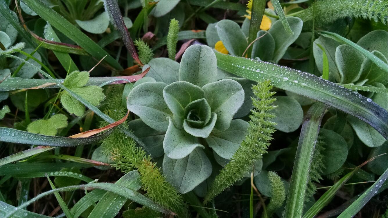 Bodega Bay, CA Foliage