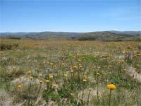 Bogong subalpine