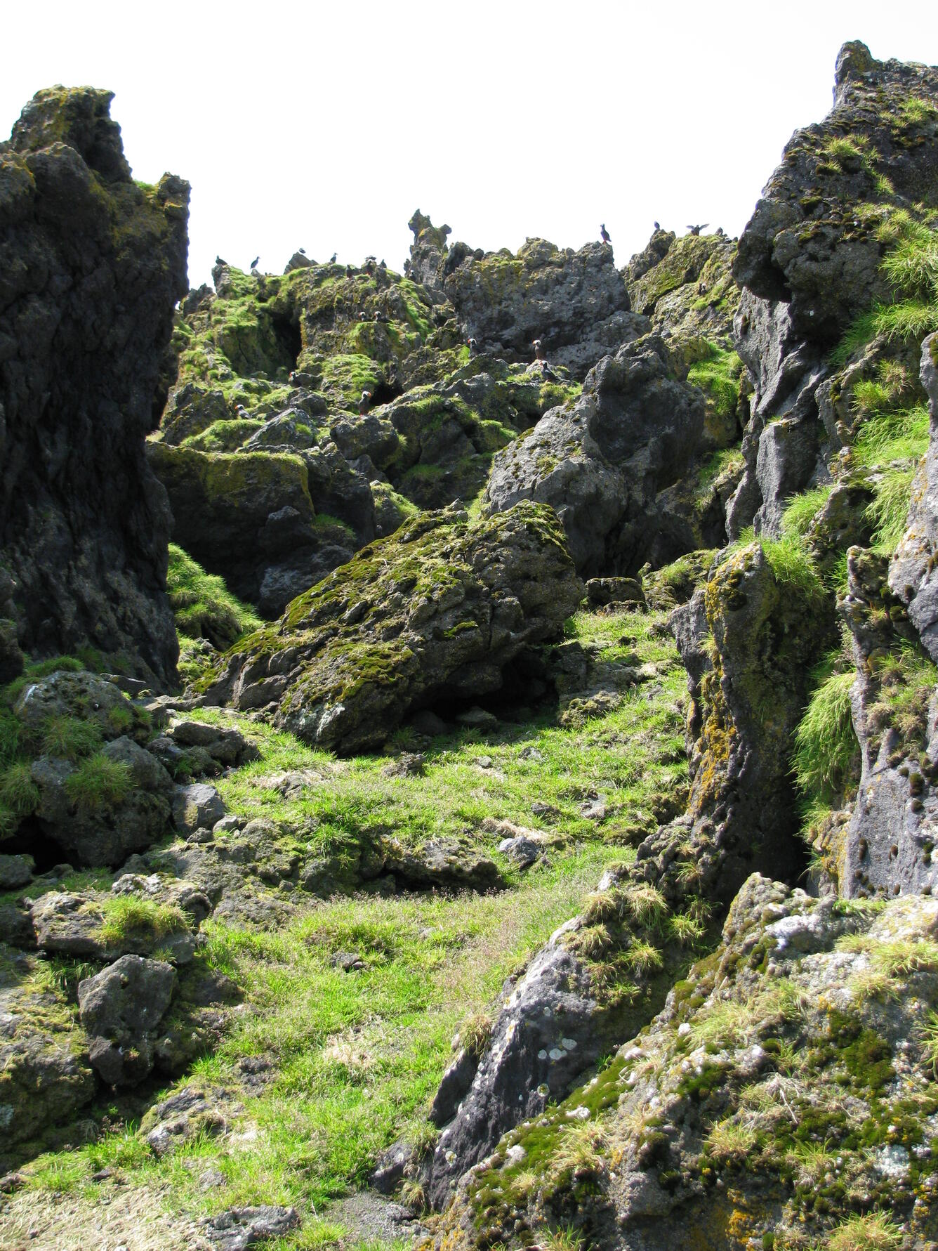Puffins and murres nest on lava dome on Bogoslof Island.