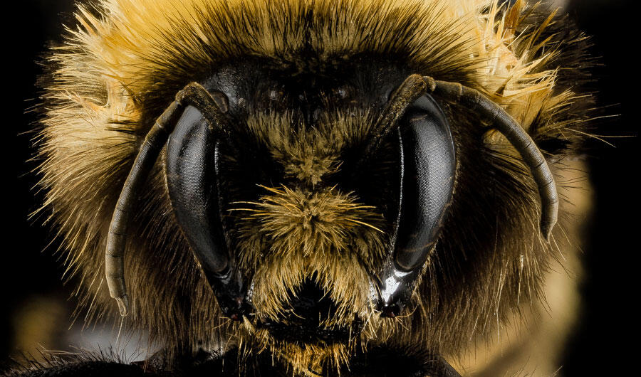 Western bumblebee (Bombus occidentalis)