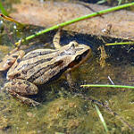 Boreal Chorus Frog