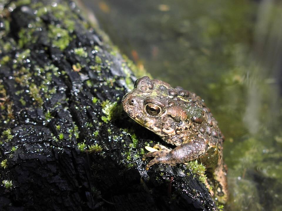 Boreal toad on a burned log.