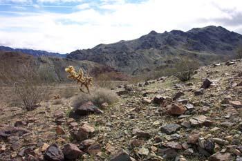 Box Springs Field Station