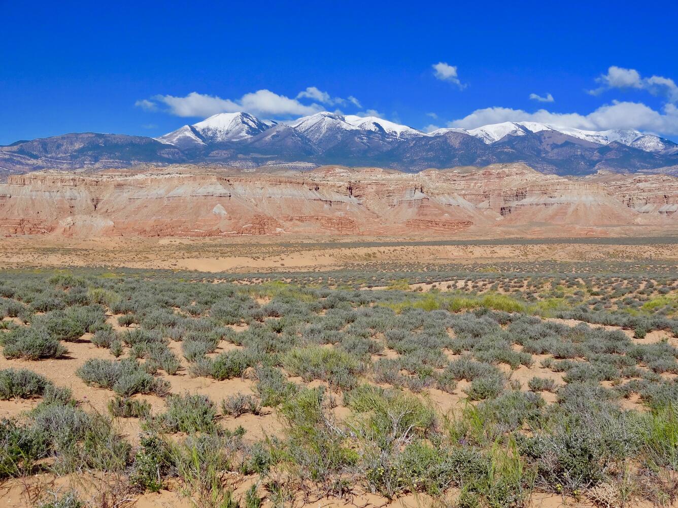 Sage brush with mountains in the background