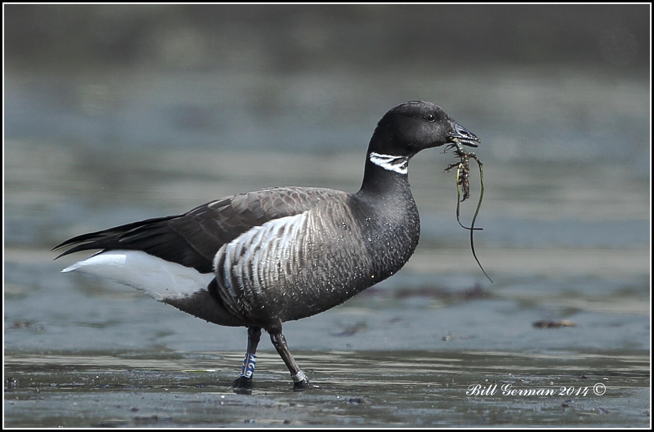 Banded Black Brant foraging 