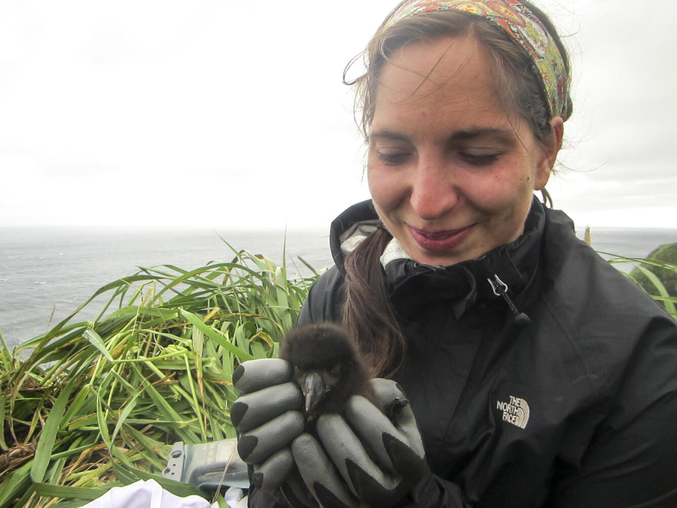 Brielle Heflin holding a Tufted Puffin chick on the side of a grass covered mountain in the Aleutian Islands