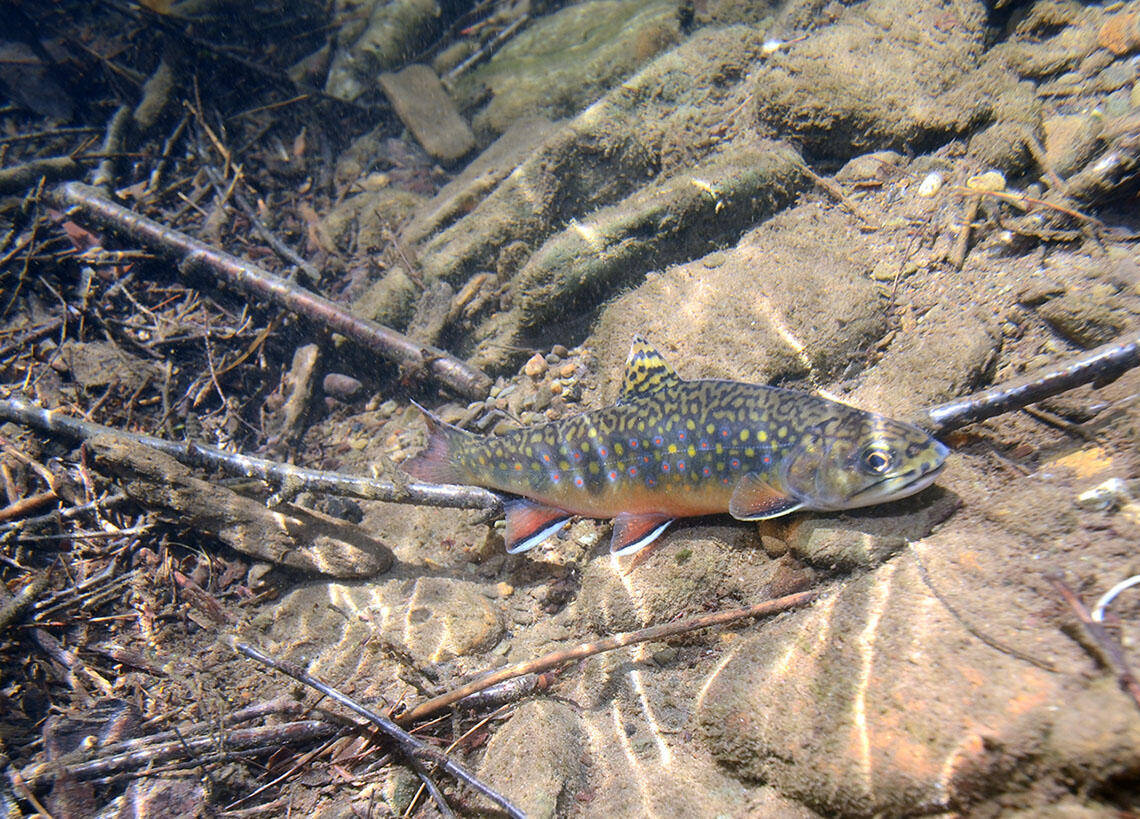 Photo of brook trout in clear stream