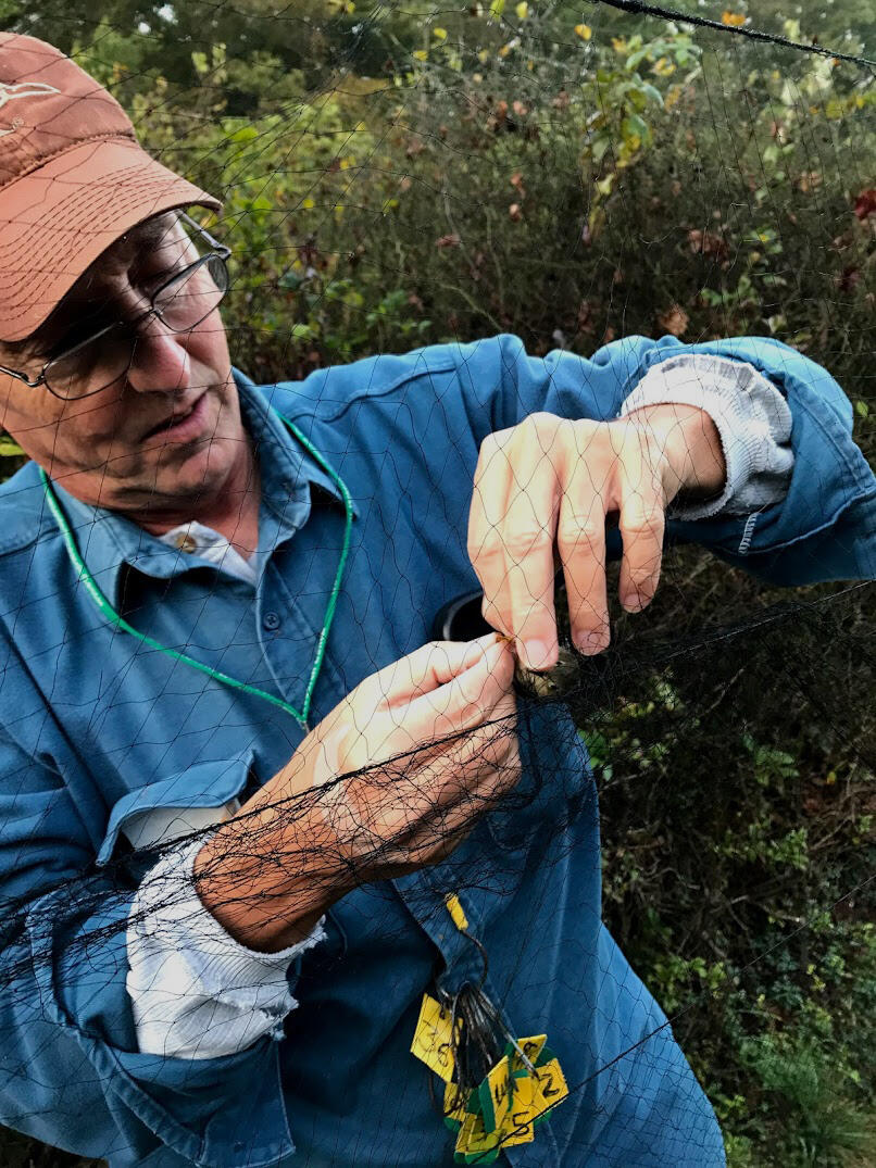 A man delicately removes a small songbird from a net. 